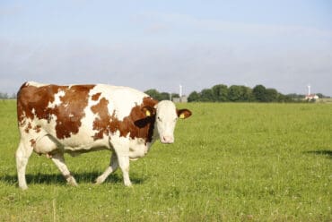 Raza de Vacas Normando