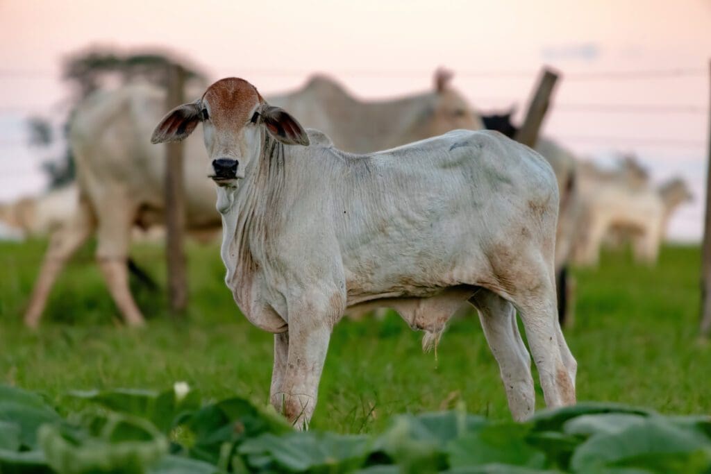 vacas brahman