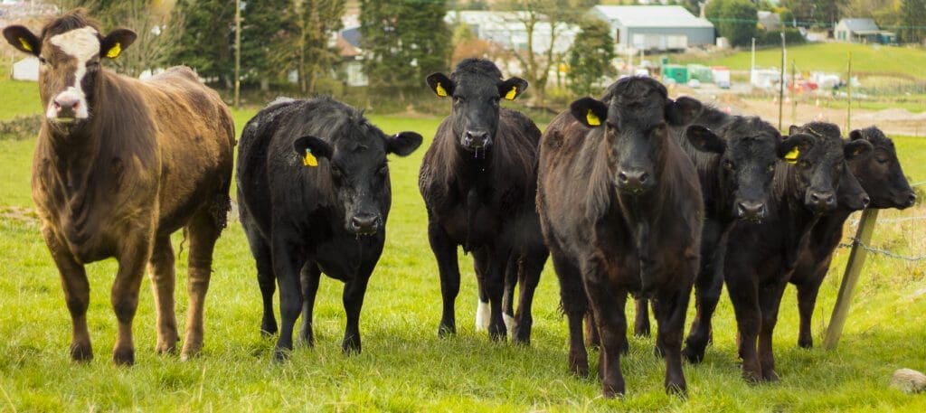 vacas brangus