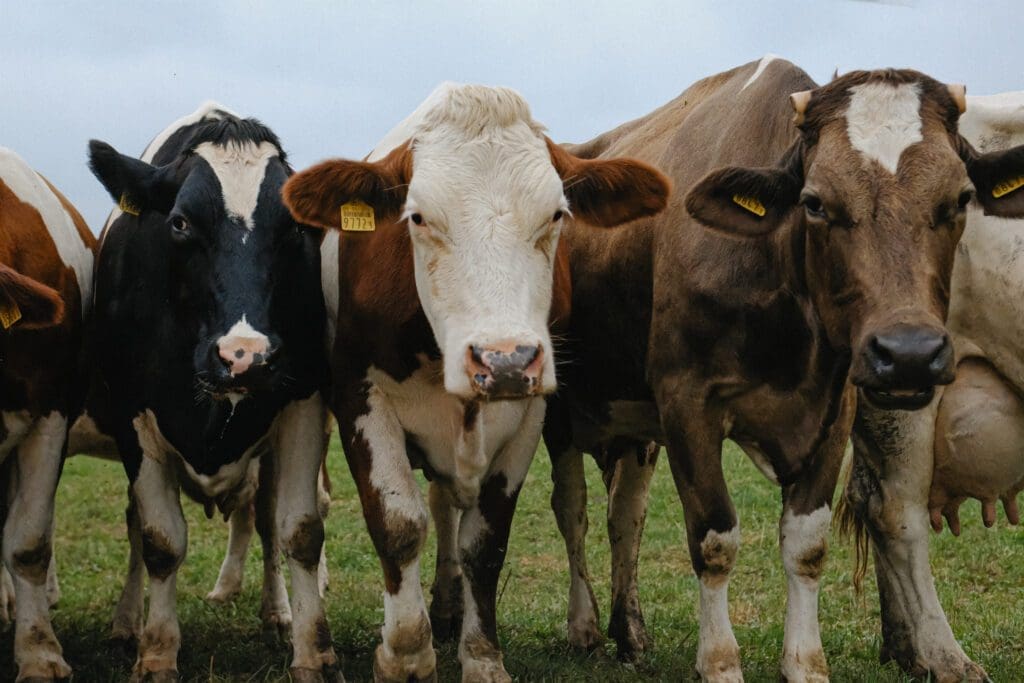 razas de vacas