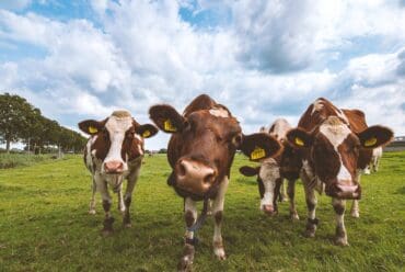 Raza de Vacas Ayrshire