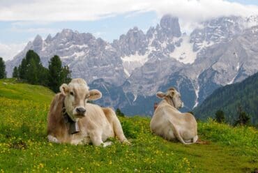 Raza de Vacas Pardo Suizo