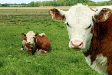 Raza de Vacas Hereford