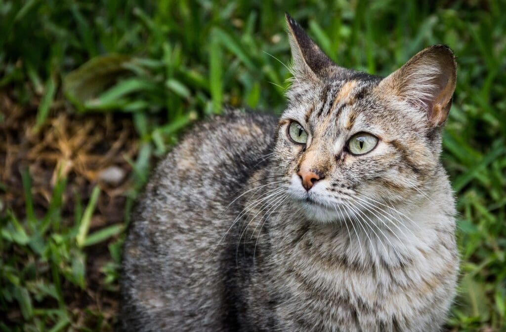 gato comun europeo