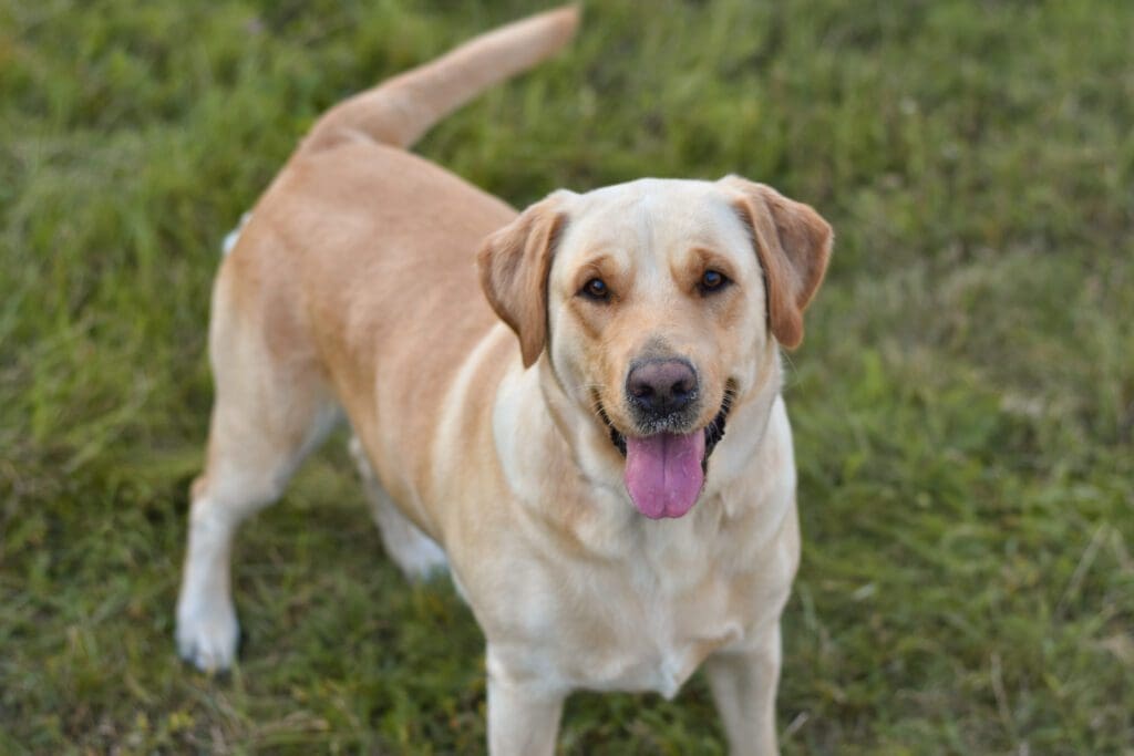 raza perro labrador