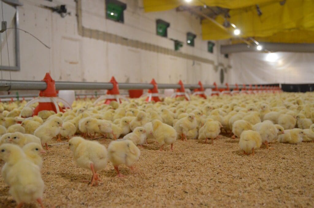 pollos de engorde Pasión Veterinaria