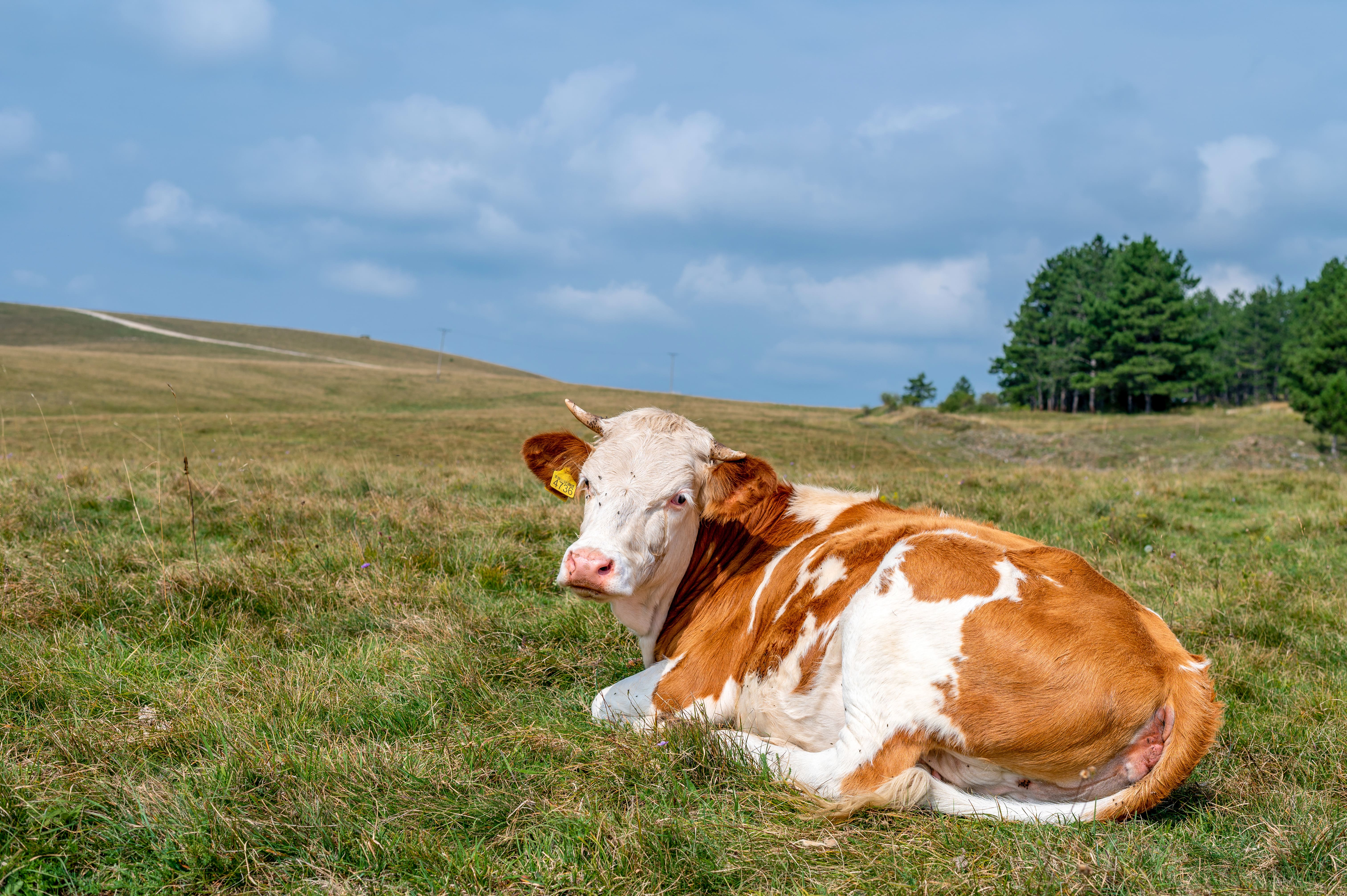 Vacas Pasión Veterinaria
