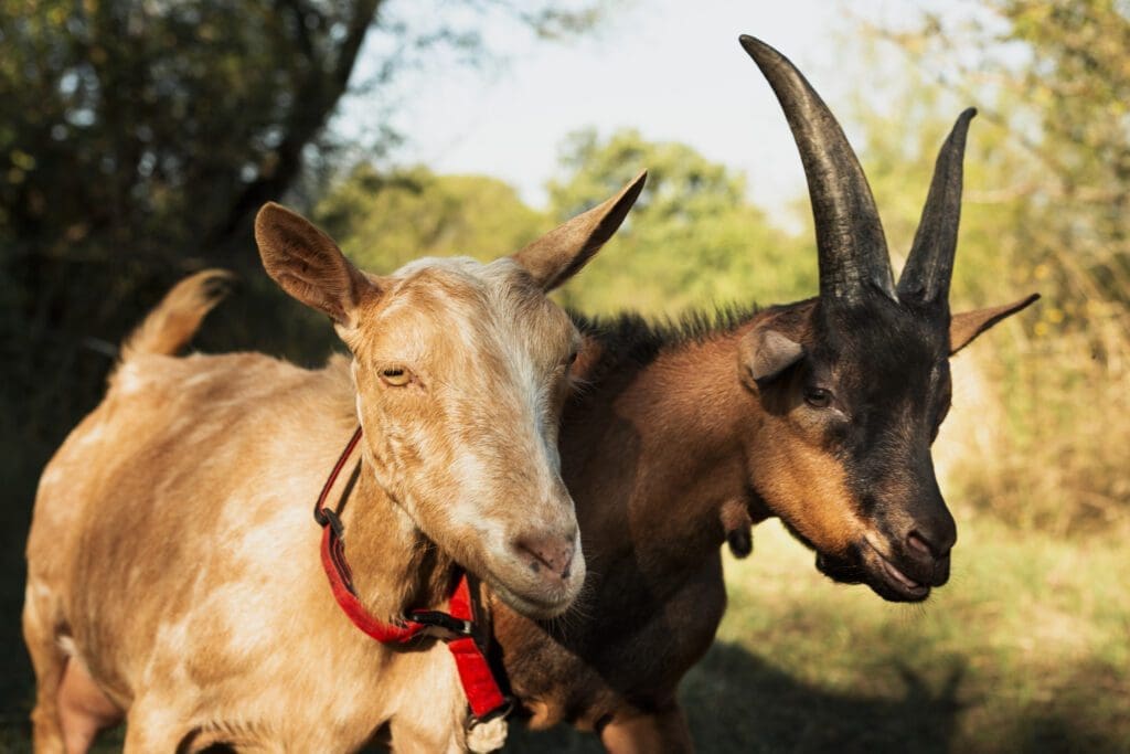 Cabras - Pasión Veterinaria