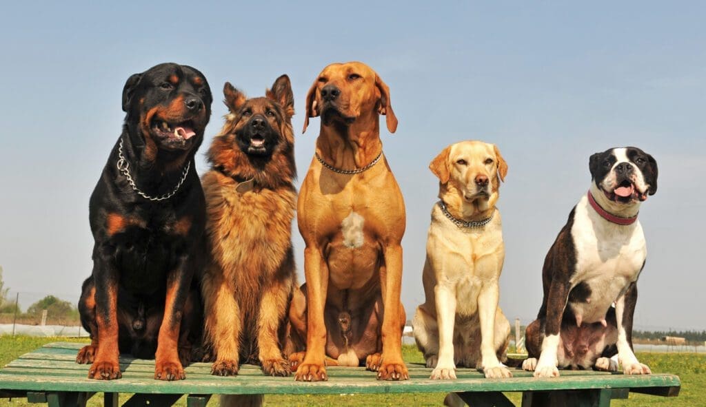 razas de perros grandes