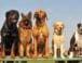 Las 10 razas de perros grandes más populares