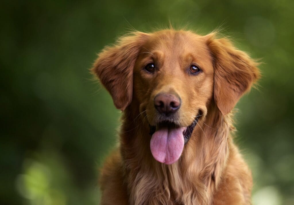 perro feliz