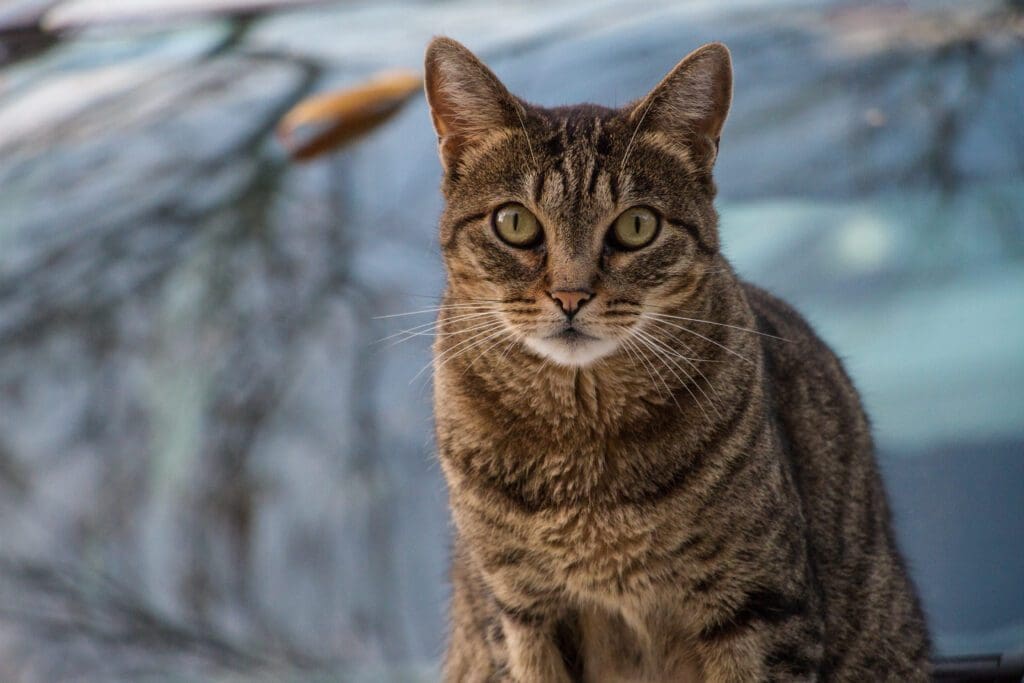 raza de gato comun europeo