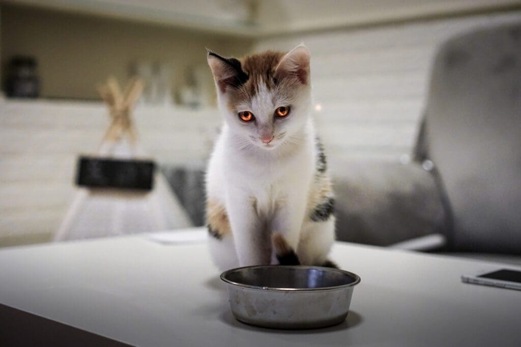 gato sin apetito
