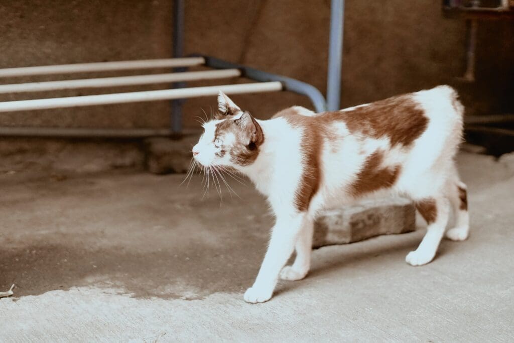 raza gato Manx sin cola