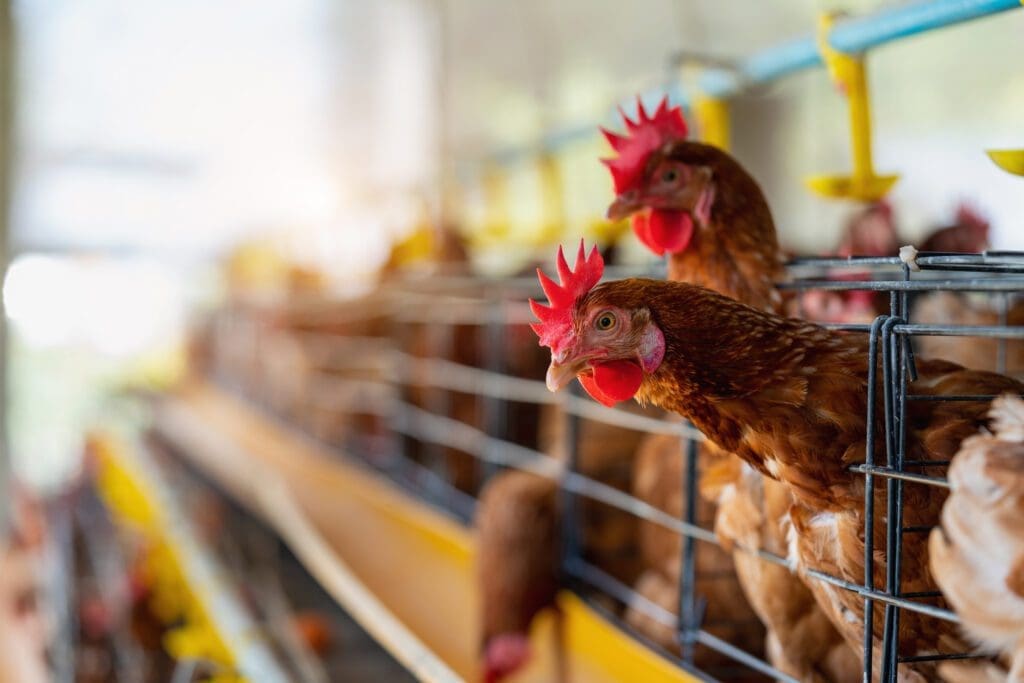 razas de gallinas
