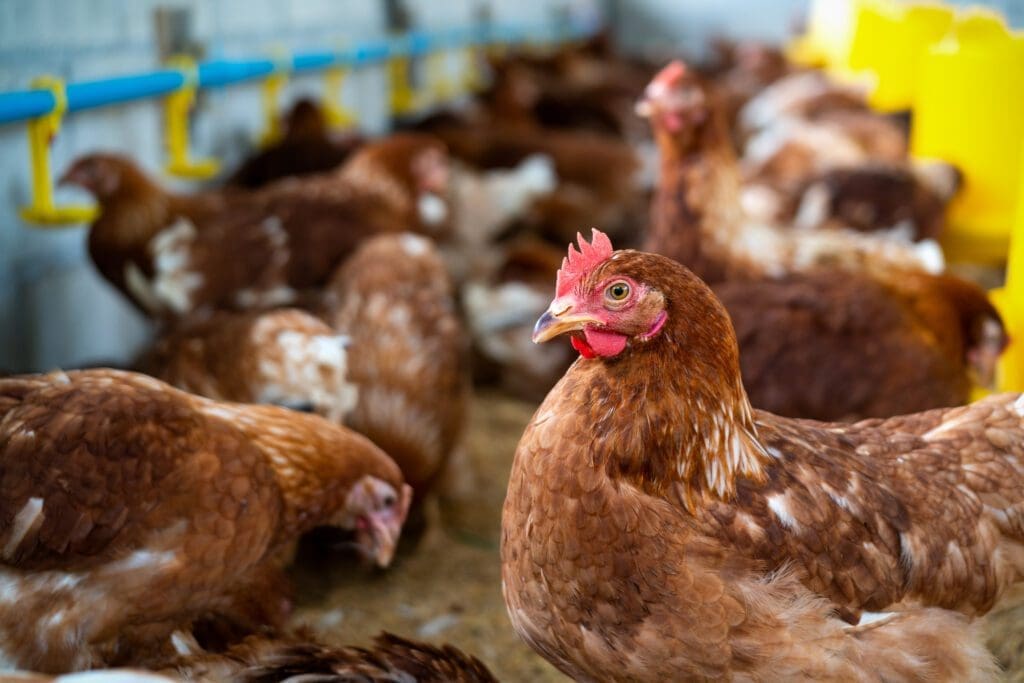 Aves - Pasión Veterinaria