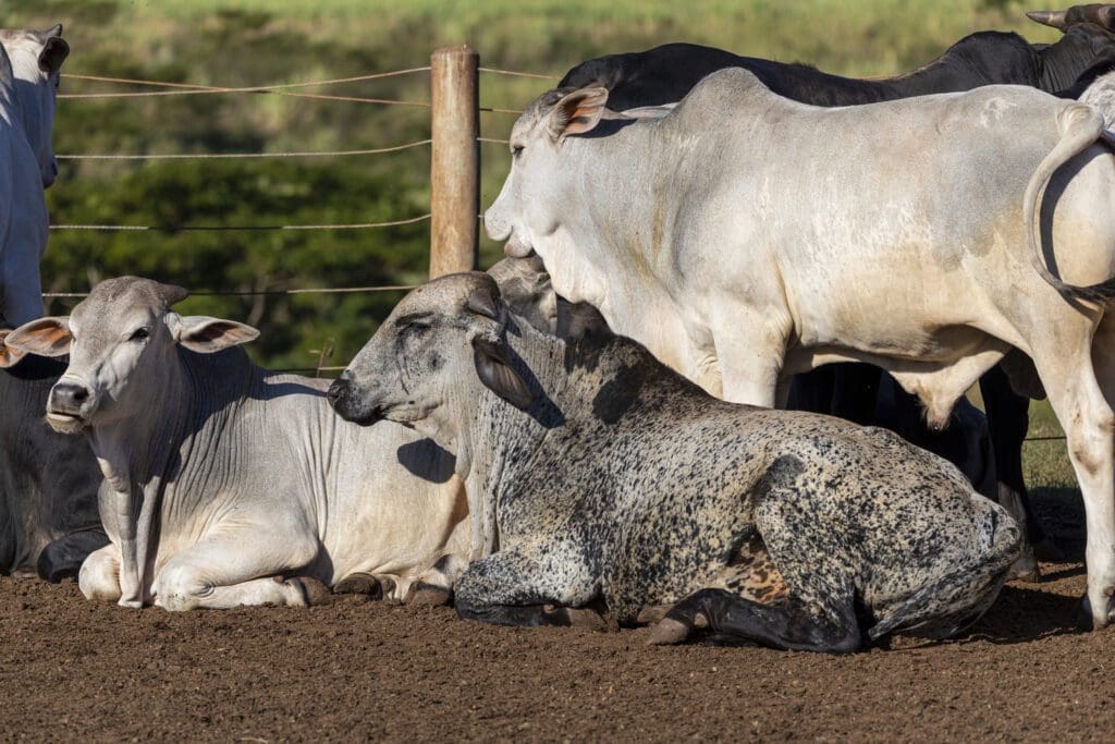 vacas girolando