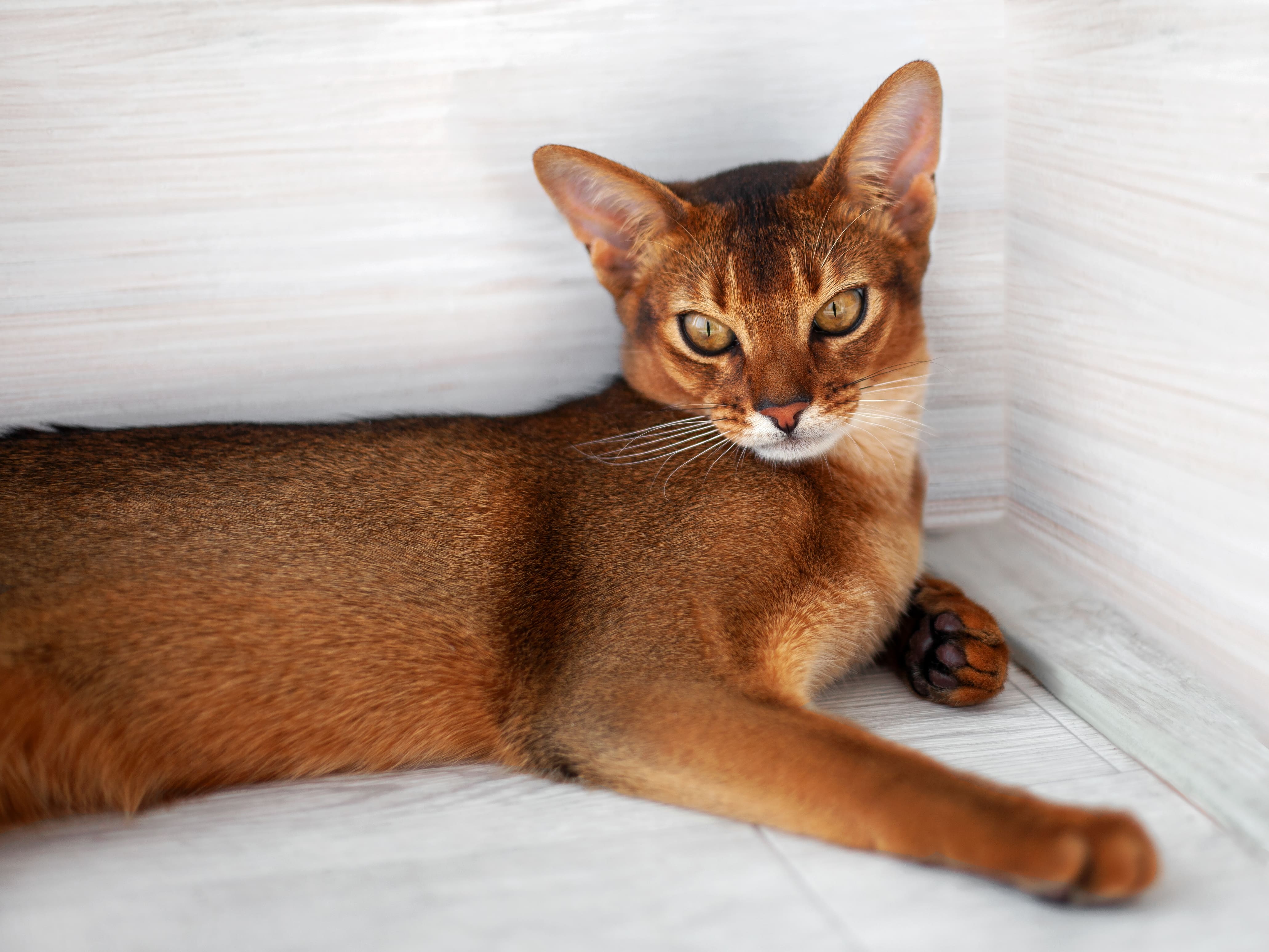 gato Abisinio descansando