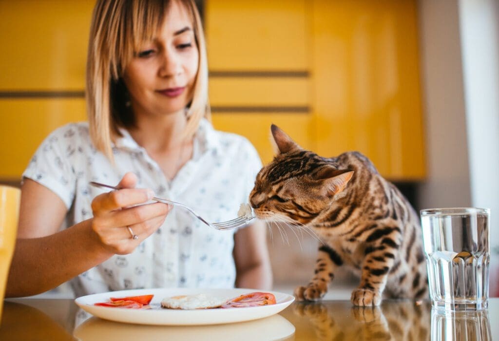 mi gato no quiere comer