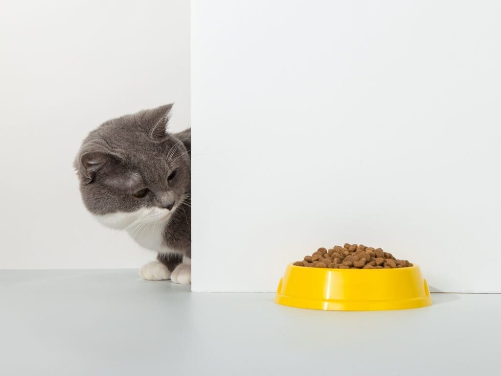gato no come su comida