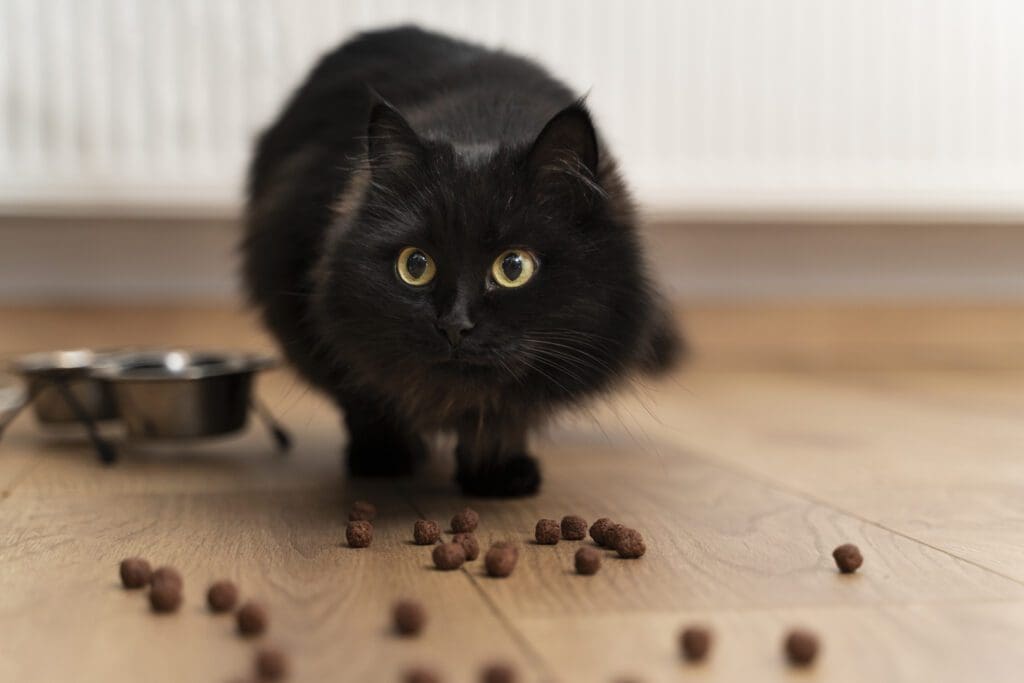 gato no quiere comer