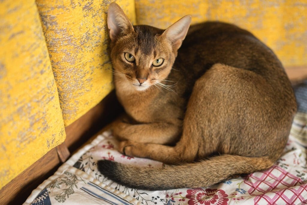 Gato absinio rojo