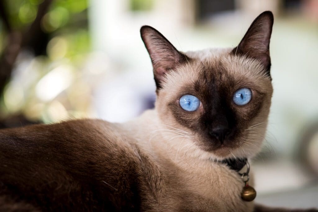 gato siames