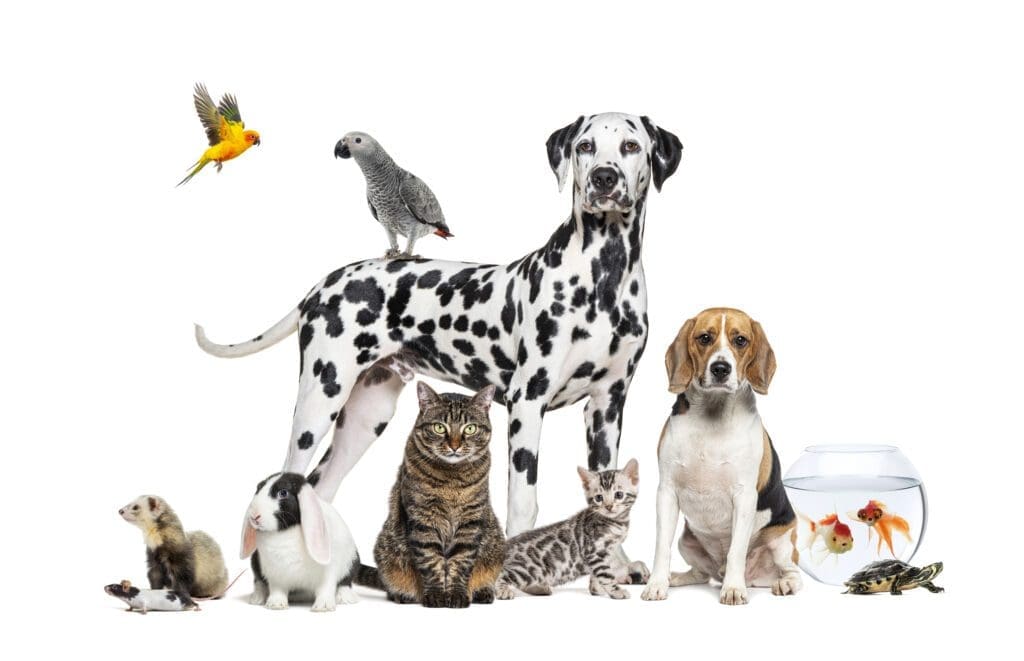 animales domesticos