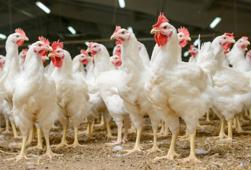 razas gallinas hy line