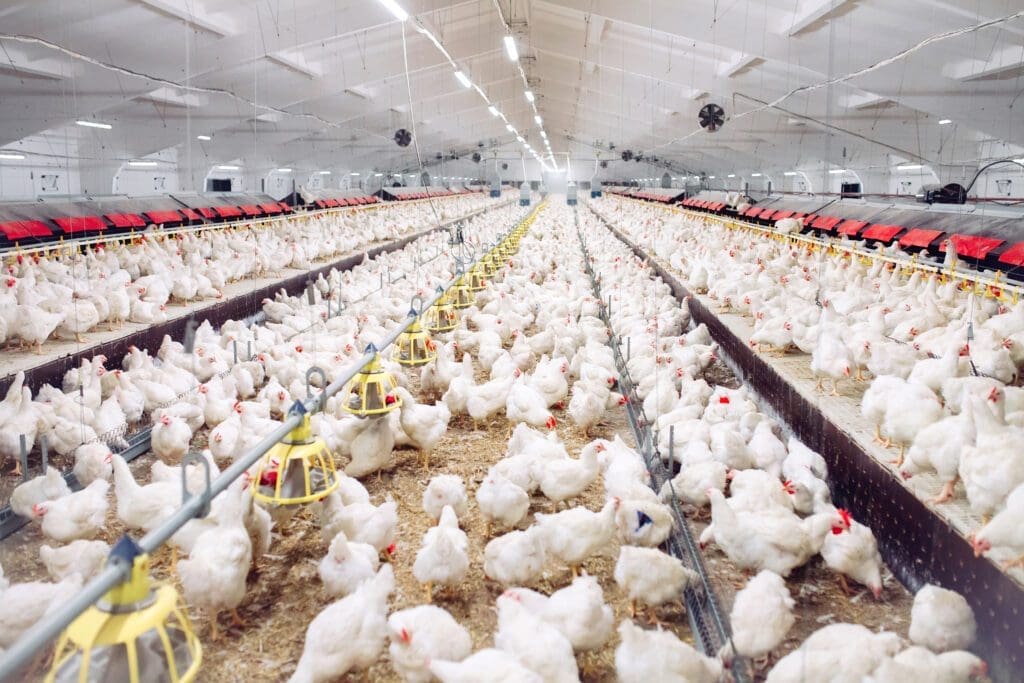 pollos de engorde Pasión Veterinaria