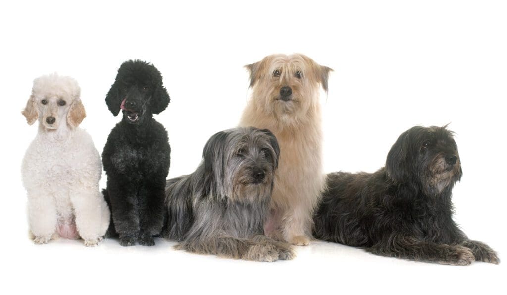 perros pequeños
