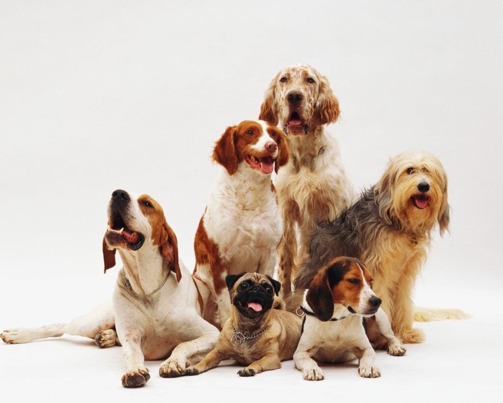 razas de perros
