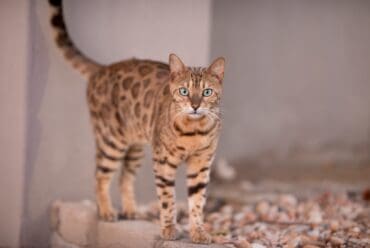 Razas de Gatos: Gato Savannah