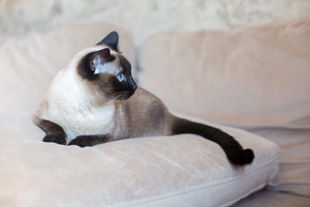 raza de gato siames