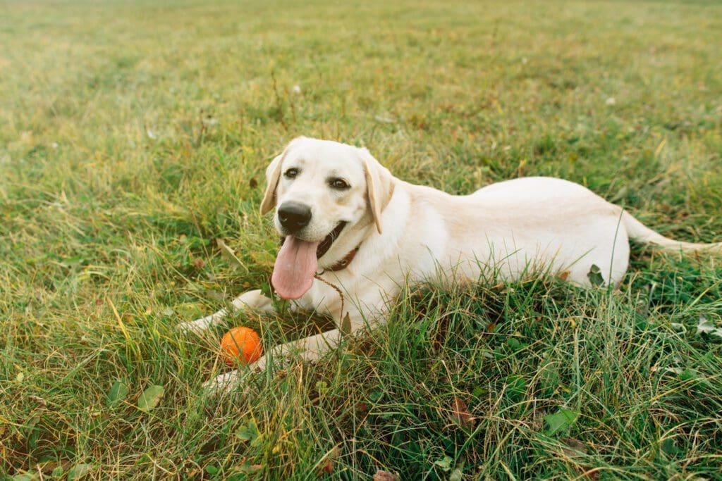 perro labrador con pelota