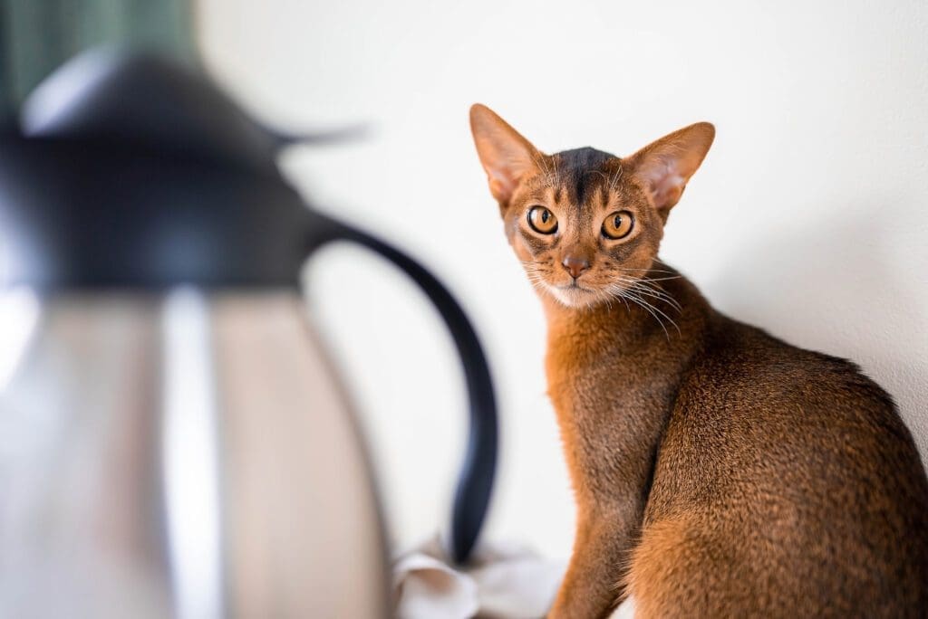 Gato absinio al lado de la mesa