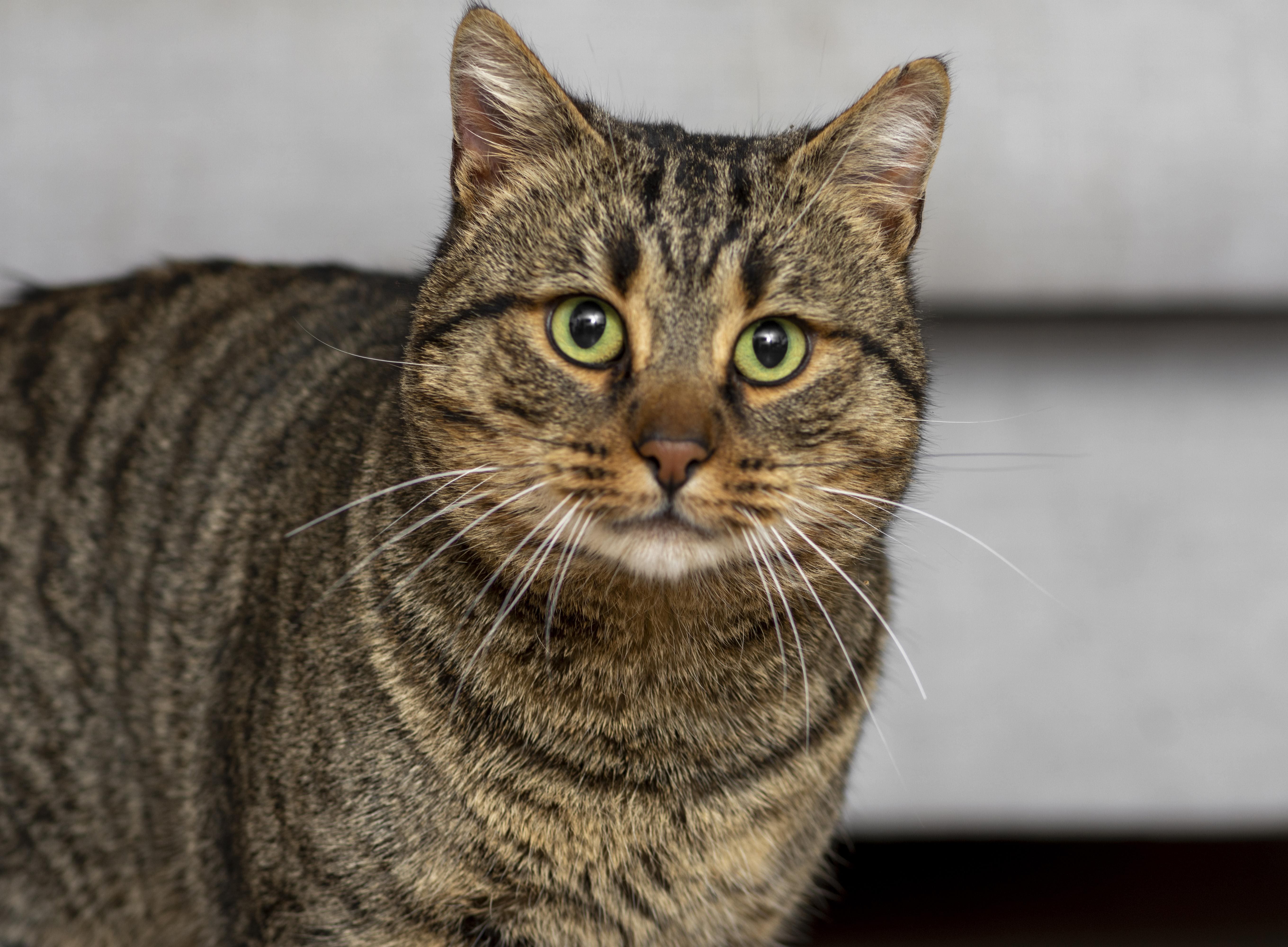 raza de gato comun europeo