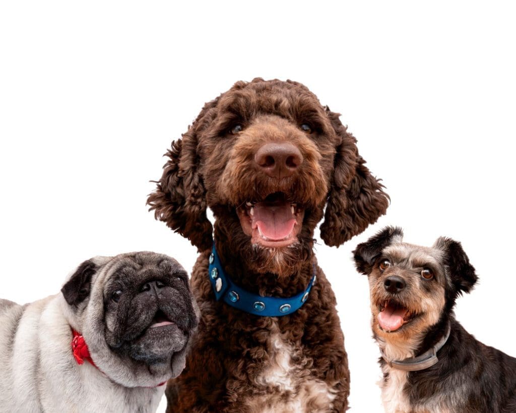 perros razas