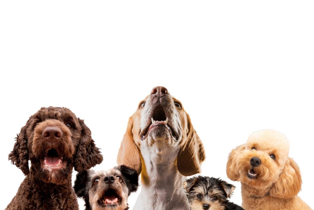 perros pequeños