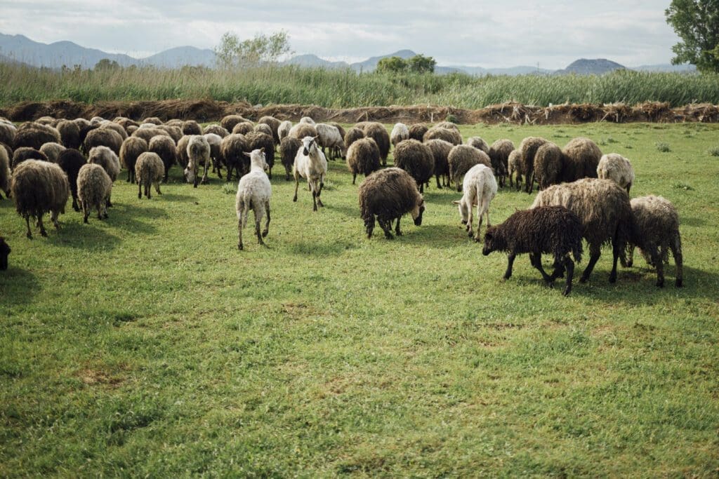 razas de ovejas