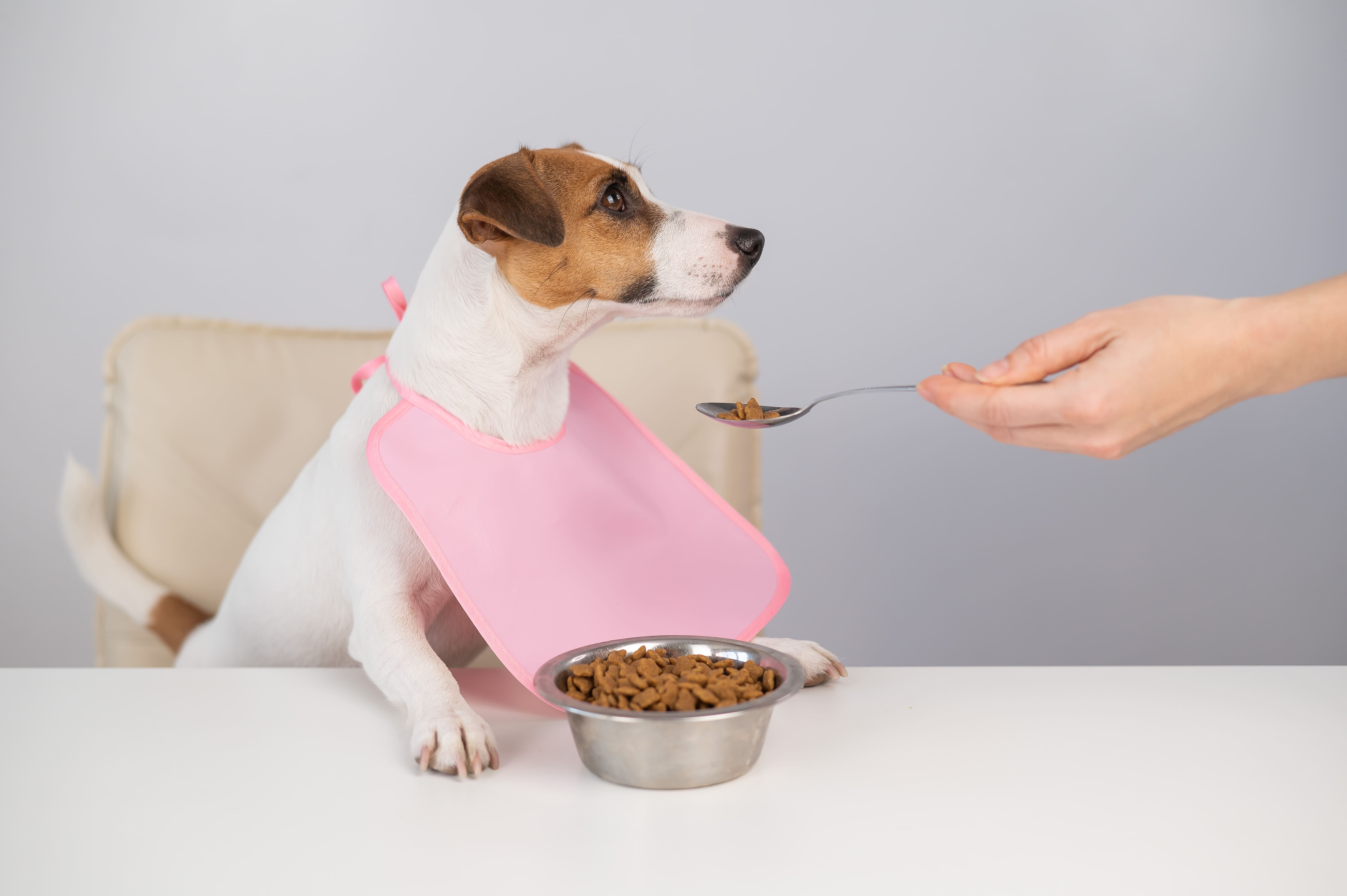 Nutrición para Cachorros: La Base de una Vida Sana