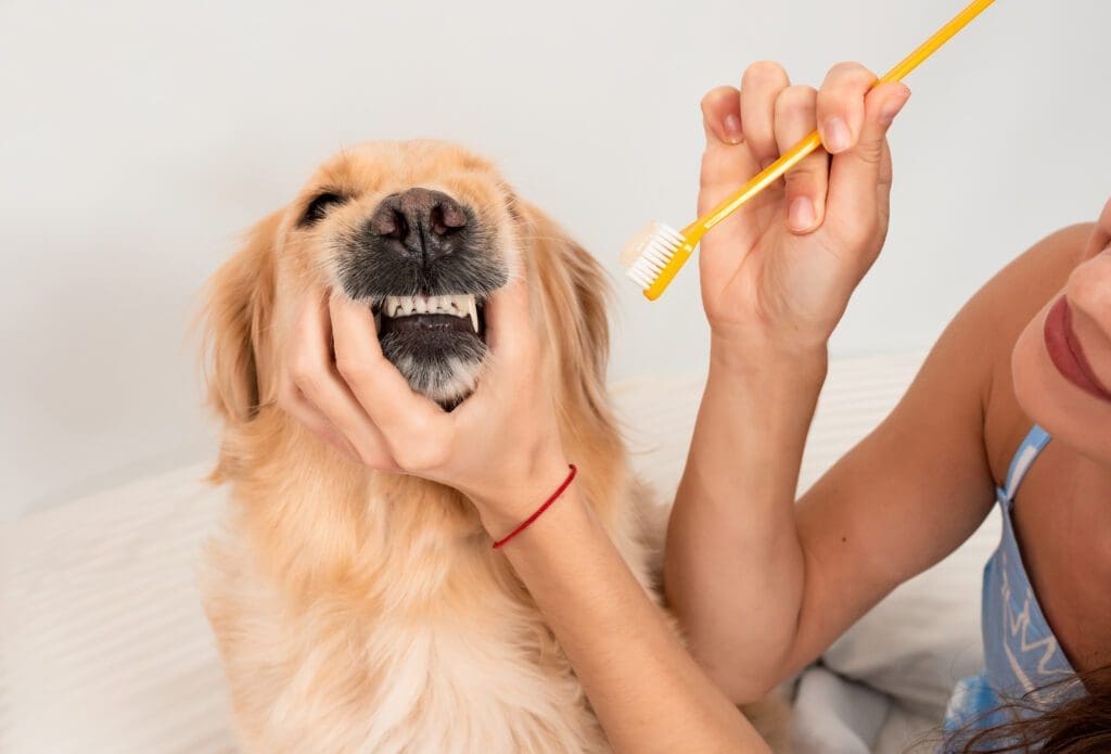 lavado dientes perro