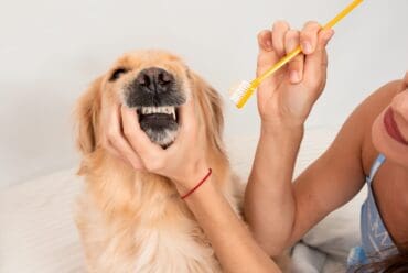 Guía Completa para el Cuidado Dental de tu Perro: Sonrisas Sanas, Vidas Felices