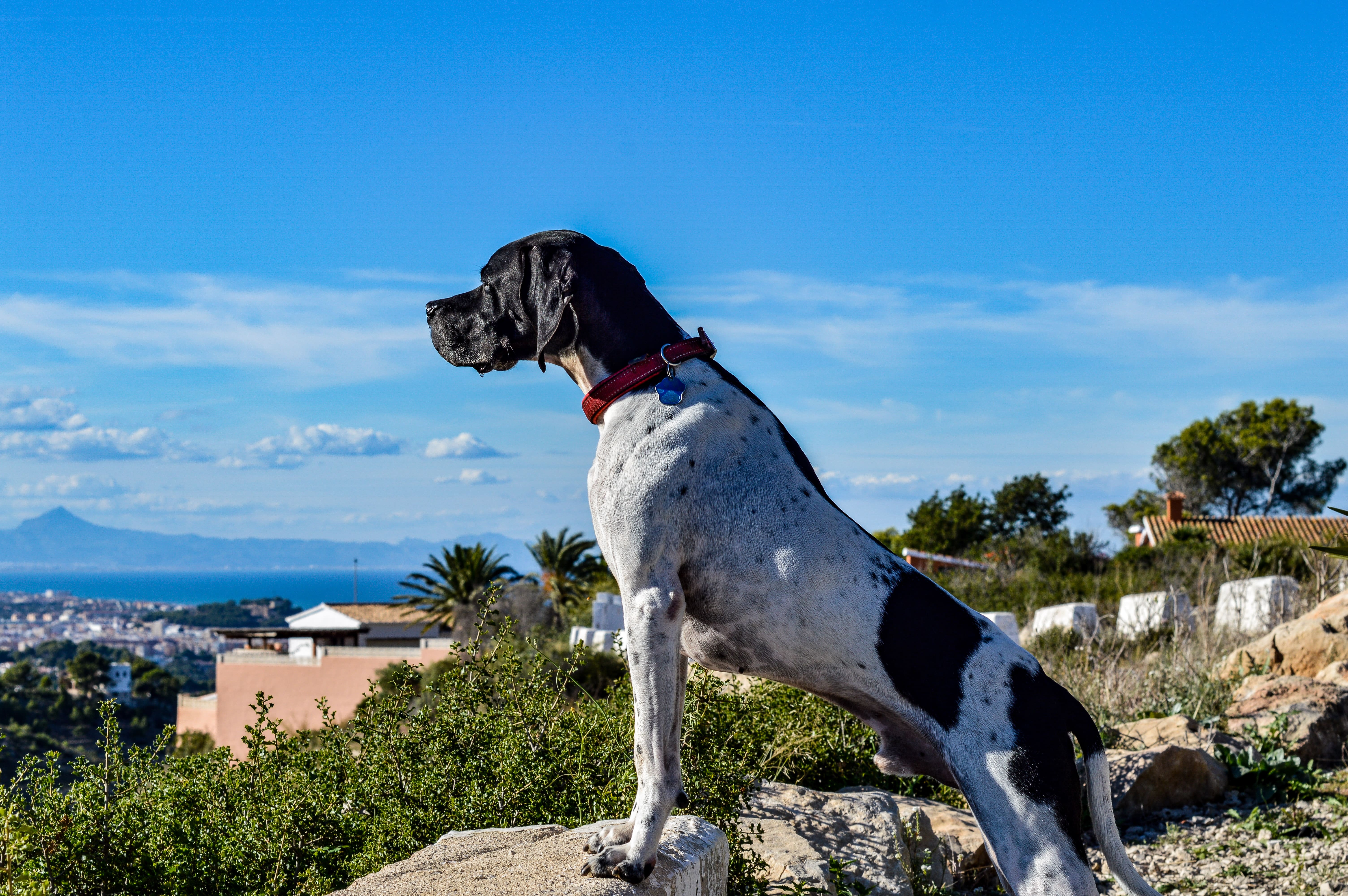 Perro Pointer