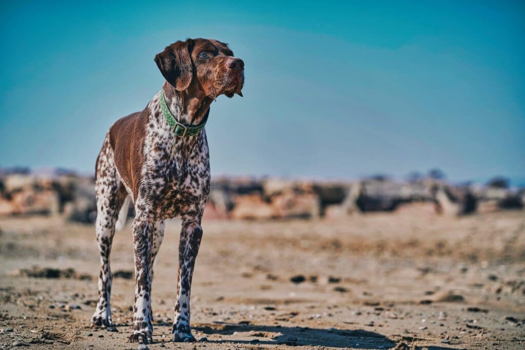 perro raza pointer