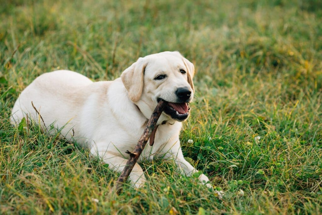 perro labrador con un palo