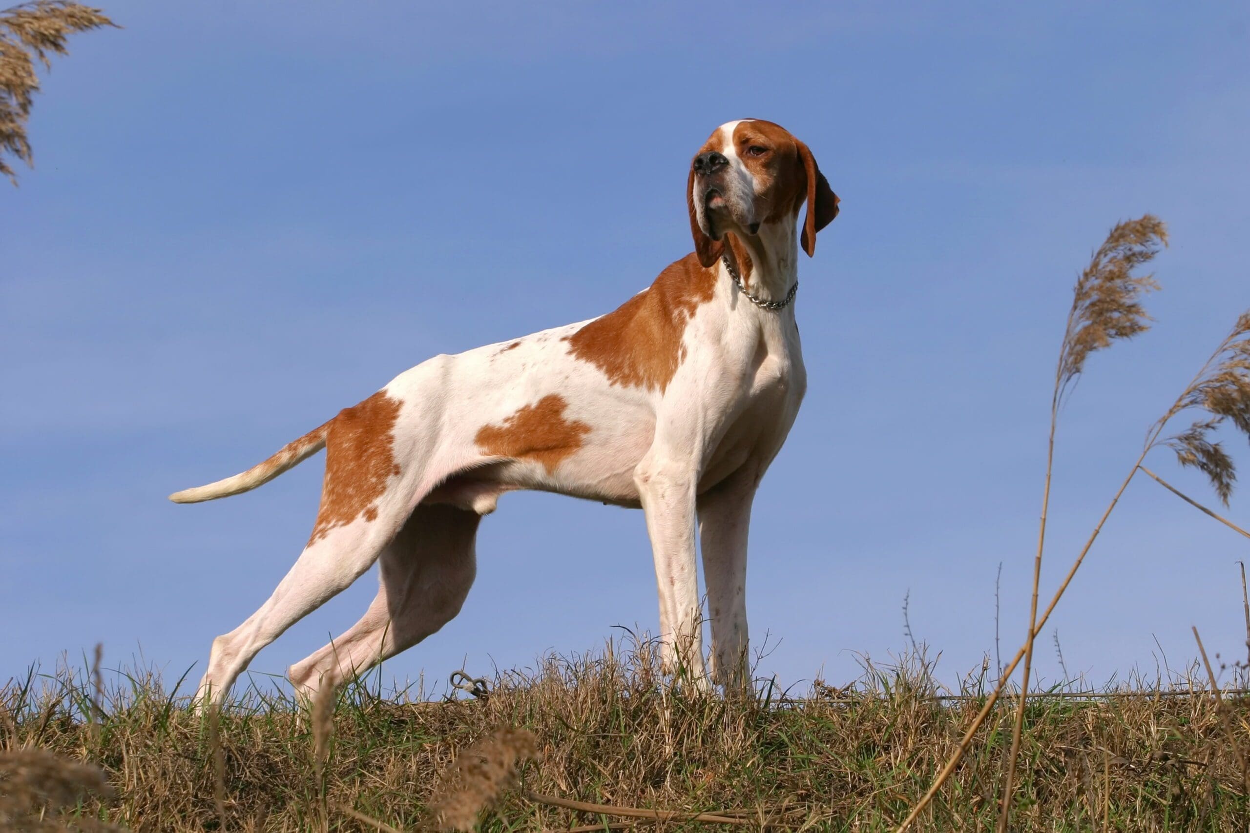 Raza de Perro Pointer