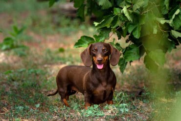 Perros salchicha: Cuidados Y Características