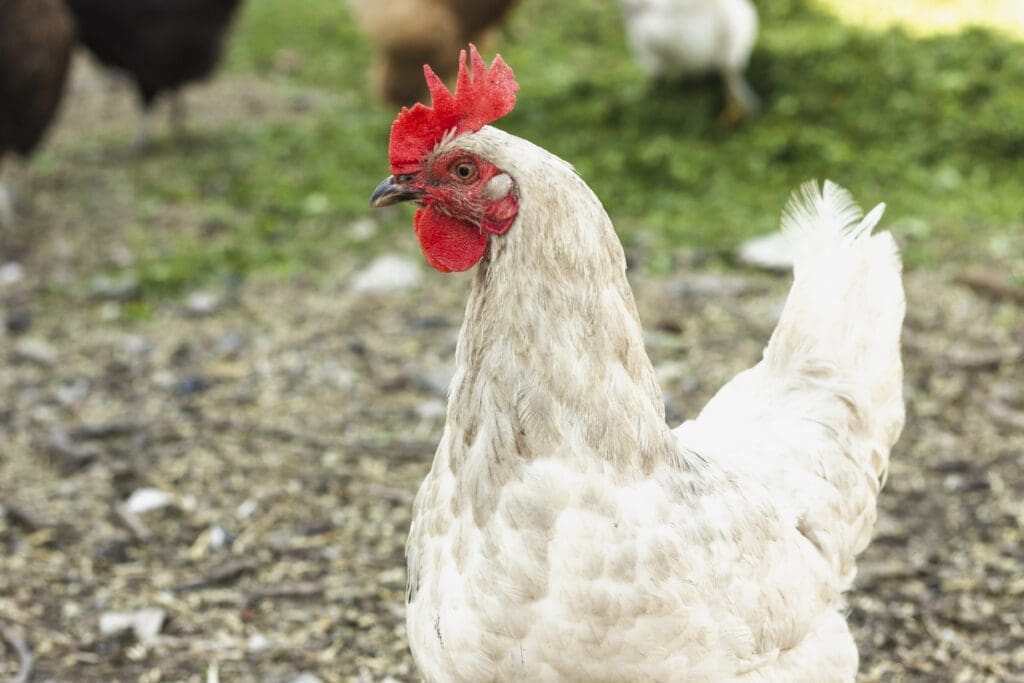 razas gallinas hy line