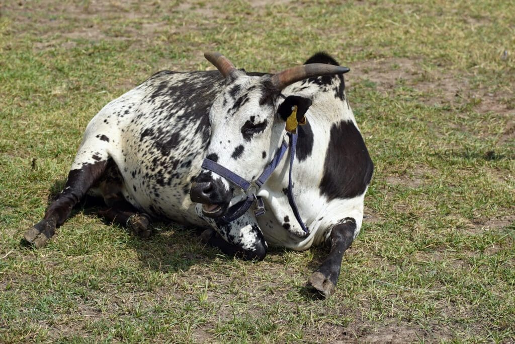 vacas girolando